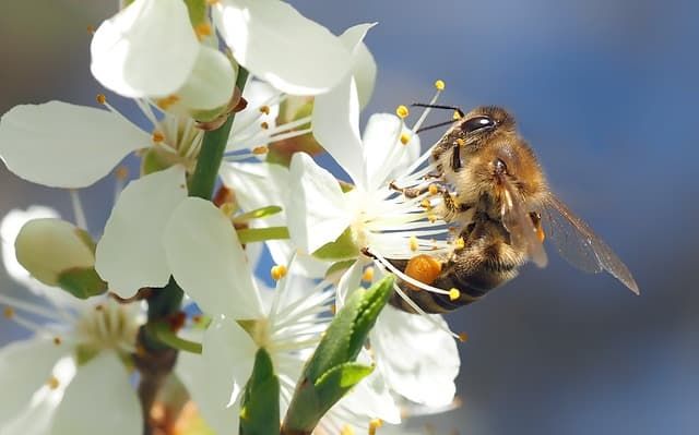 ape su fiore