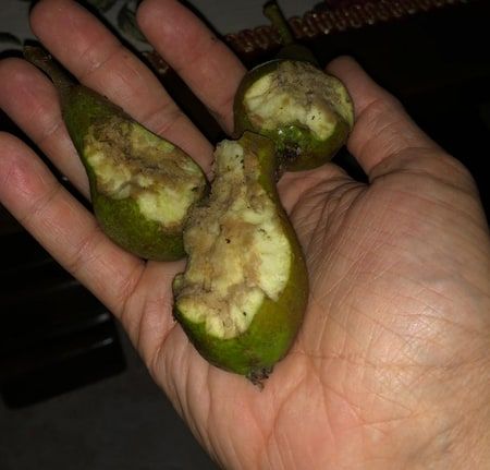 pere colpite da grandine